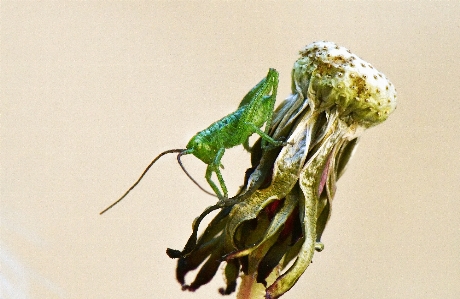 Grasshopper insect green calyx Photo