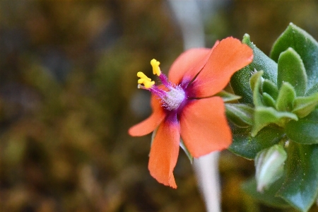 Orange flower plant petal Photo