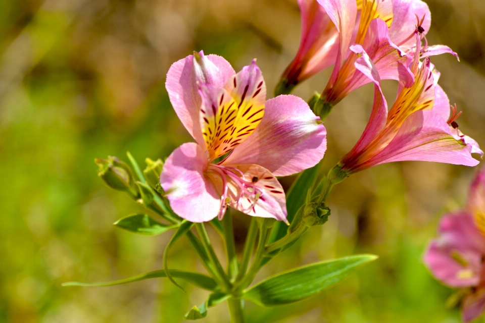 Natureza flores flor planta com flor
