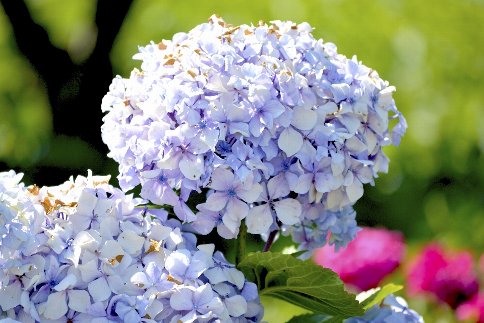 Nature flowers flower flowering plant