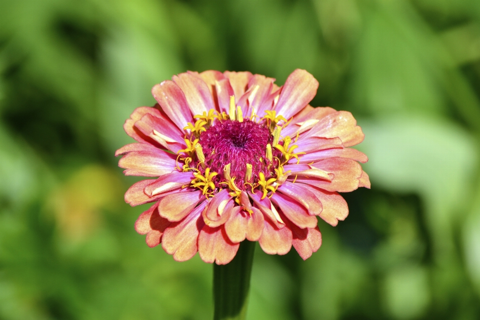 Natureza flores flor planta com flor
