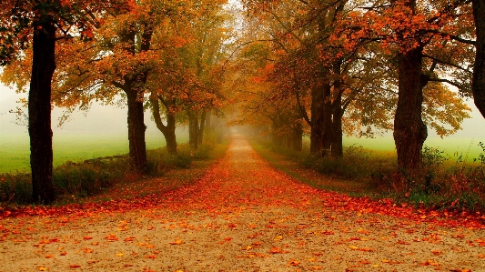 Tree natural landscape people in nature Photo