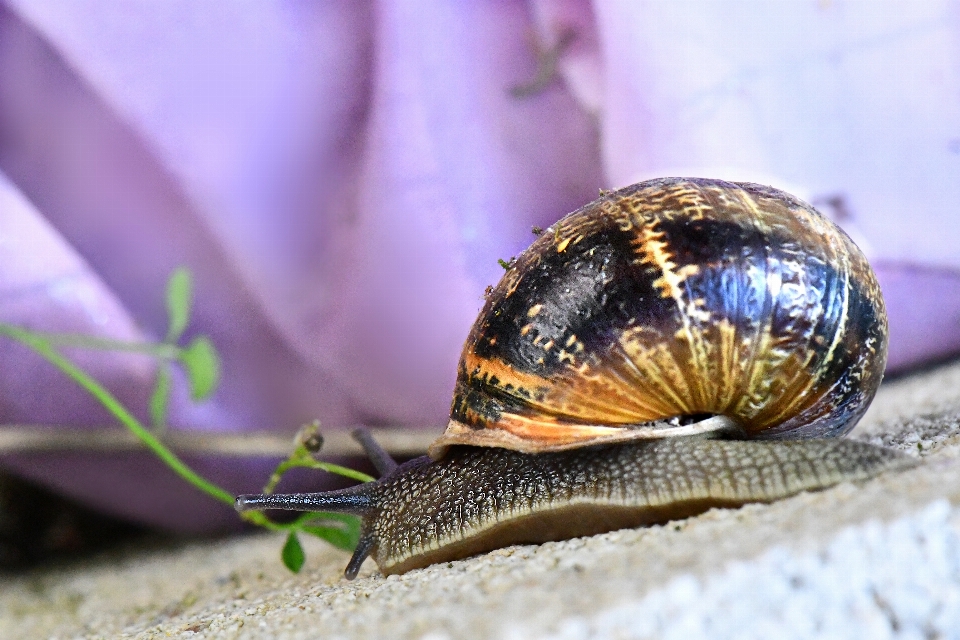 Tier schnecke schnecken und nacktschnecken
 seeschlange
