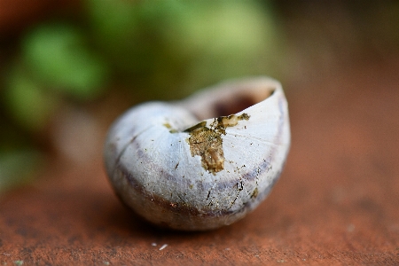 Schnecke hülse nahaufnahme
 makrofotografie
 Foto