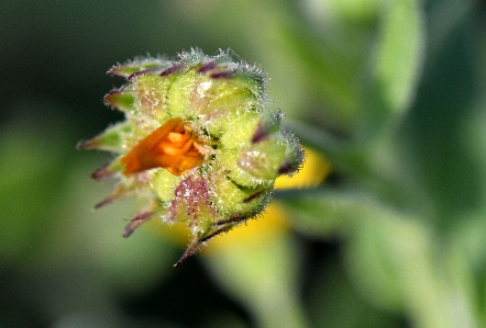 Photo Fleur bourgeon usine macrophotographie
