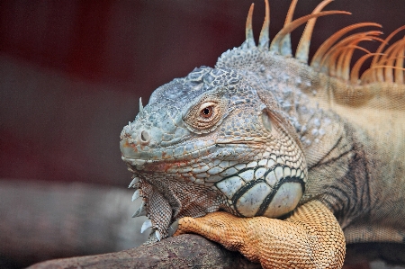 イグアナ イグアニア
 脊椎動物
 爬虫類 写真