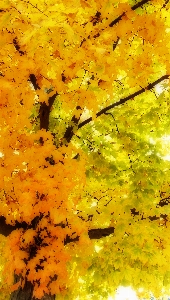 Fall leaves yellow tree Photo