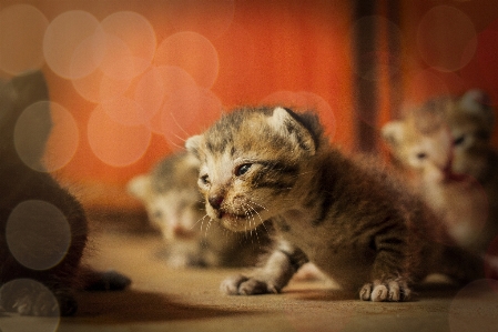 Foto Kucing mamalia bertulang belakang
 felidae
