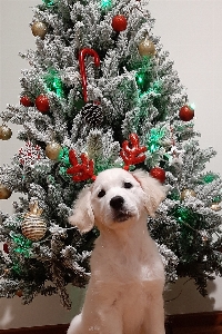 Golden puppy dog christmas Photo