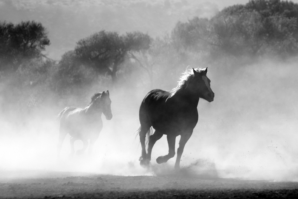 Caballo mamífero fenómeno atmosférico
 mustang
