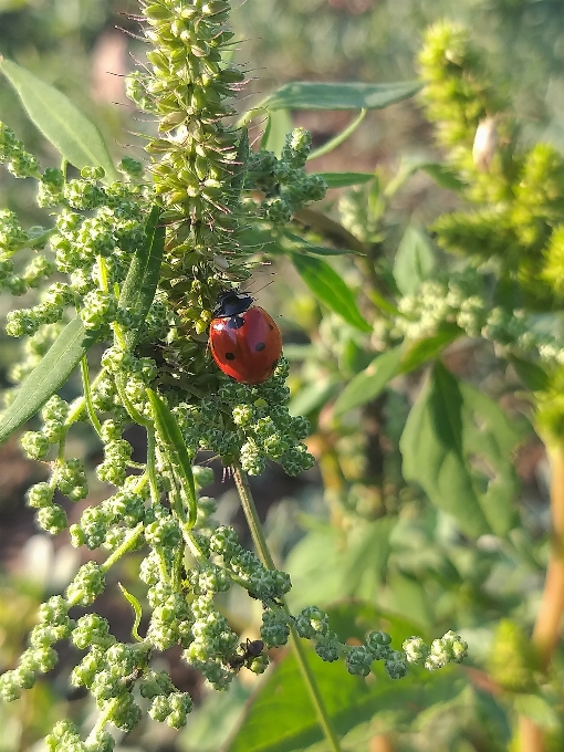 Coccinella fiore pianta fiorita
