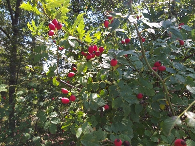 Roseship flower flowering plant Photo