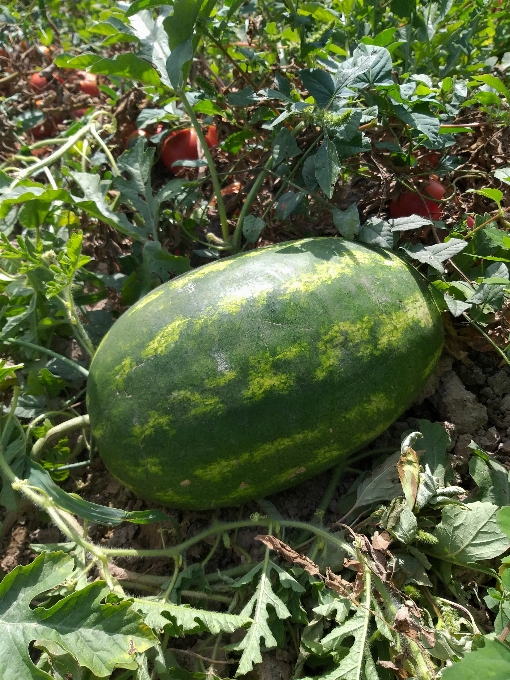 Melancia plantar cítrico
 fruta