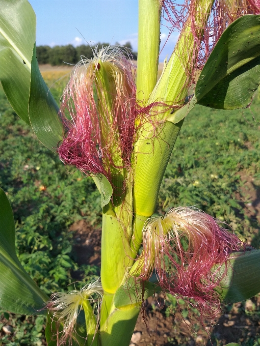 緑 トウモロコシ 花 植物