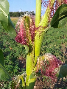 Green corn flower plant Photo