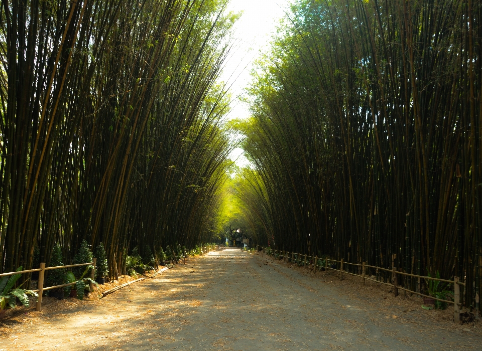 Bambu görüş ağaç yeşil