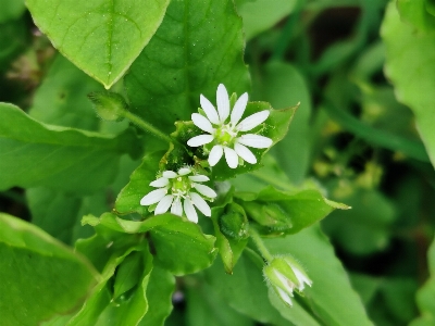 Green flower leaf flowering plant Photo