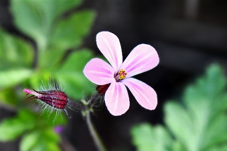 Blume knospe rosa lila Foto