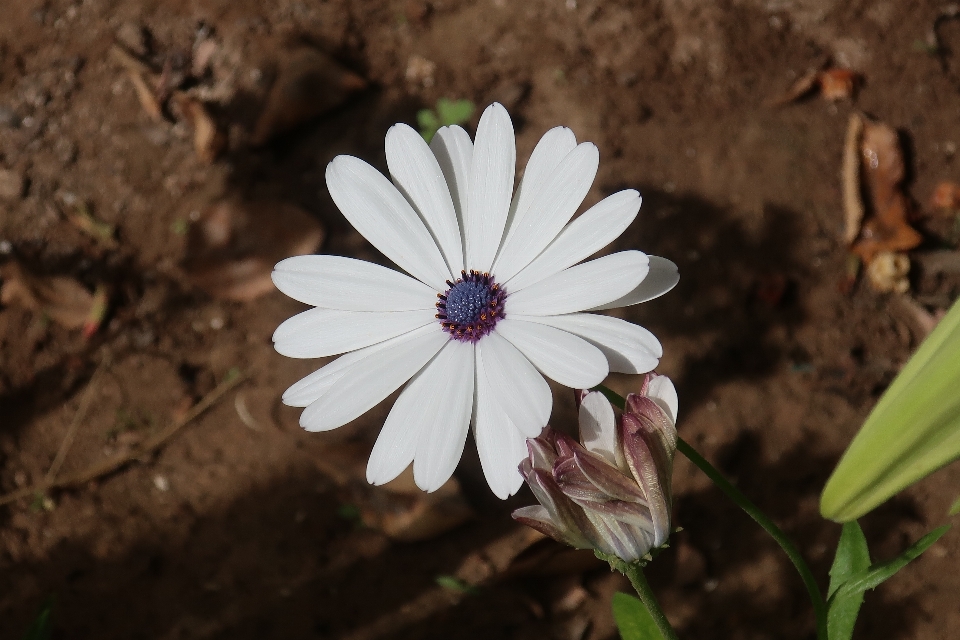 Blume baum natur zweig