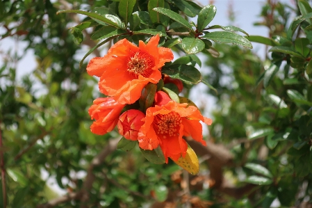 Blume baum natur zweig Foto