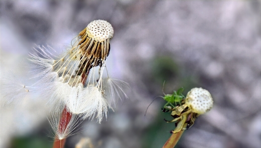 タンポポ 白 花 植物 写真