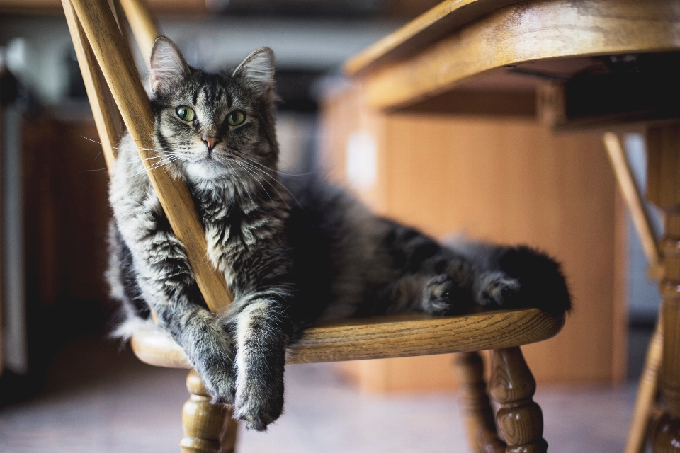 Kucing berukuran kecil hingga sedang
 felidae
 cambang
