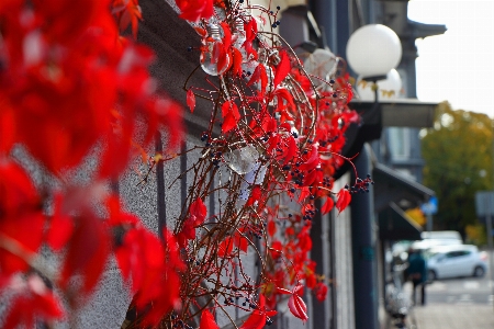 Photo Décoration feuilles guirlande façade
