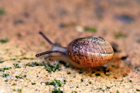 Schnecke schneckenhaus
 landtier
 seeschlange
 Foto