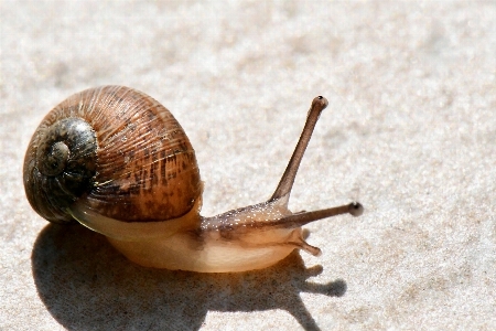 Schnecke schneckenhaus
 schnecken und nacktschnecken
 seeschlange
 Foto