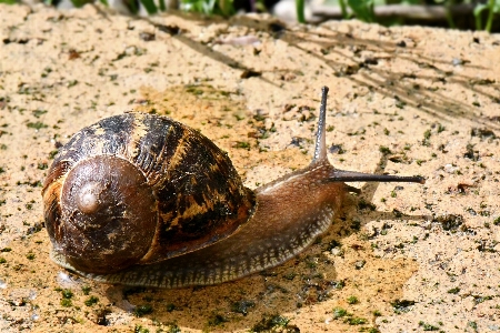 Schnecke schneckenhaus
 schnecken und nacktschnecken
 seeschlange
 Foto