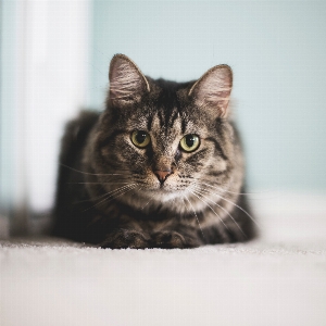 Foto Gato mamífero vertebrado
 gatos de pequeno a médio porte
