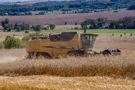 Harvest grain harvester summer Photo