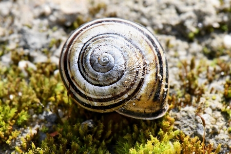 Muscheln
 schnecken
 gelb schwarze markierungen
 Foto