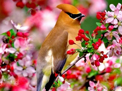 Bird cedar waxwing beak Photo