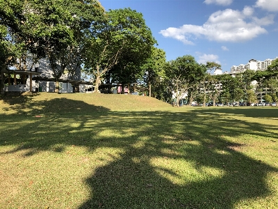 Tree grass field shadow Photo