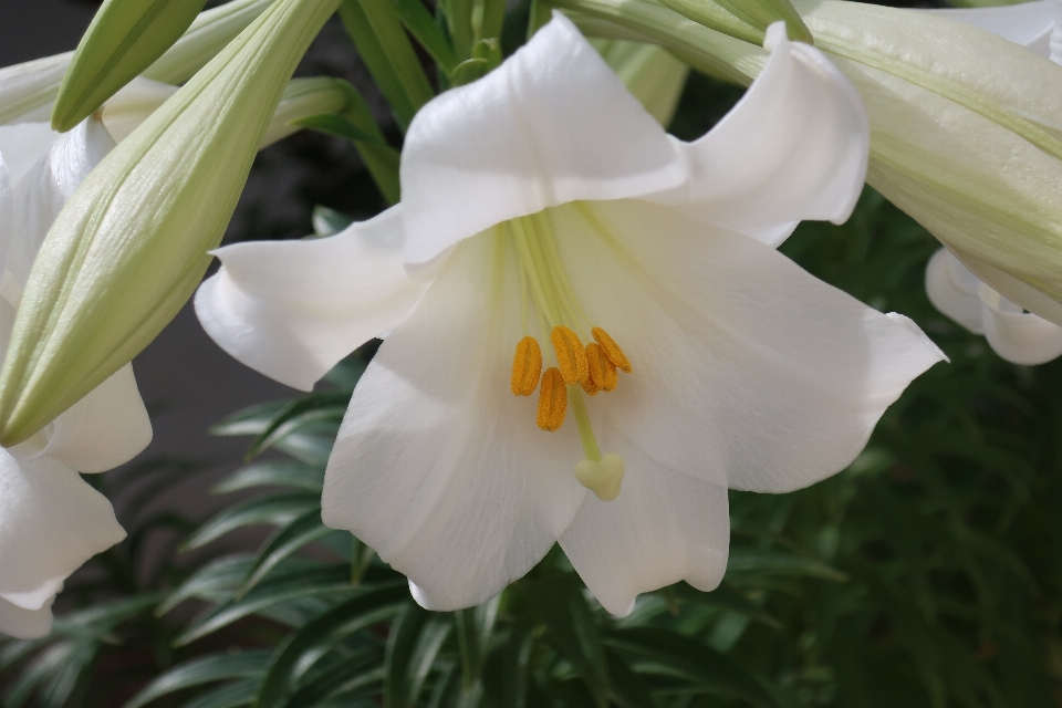 Tanaman pohon hutan flora