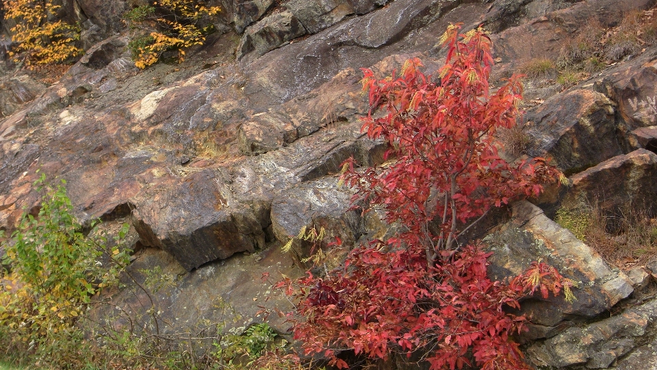 Japanese leaf tree red