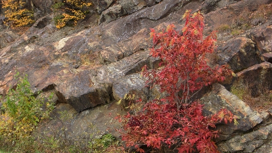 Japanese leaf tree red Photo