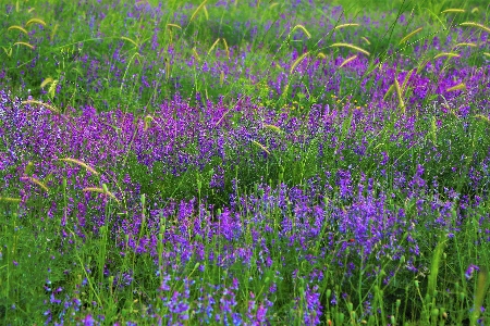 春 緑 自然 フラワーズ 写真