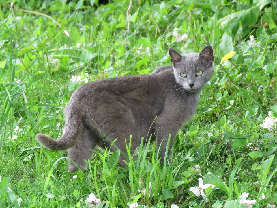 猫 国内 ペット グレー