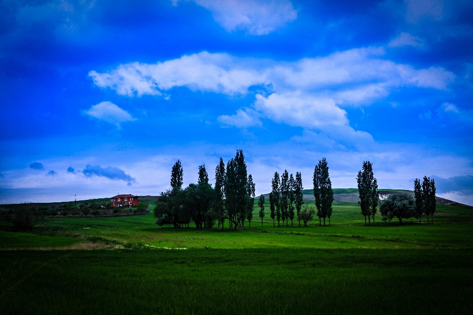 Nature landscape field grass