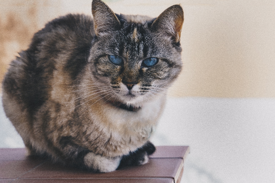 Cat table calm blue