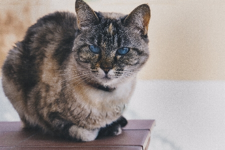 Cat table calm blue Photo