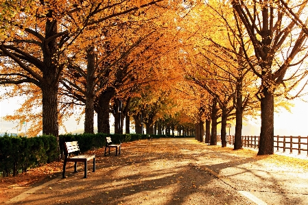 Tree autumn ginkgo loneliness Photo