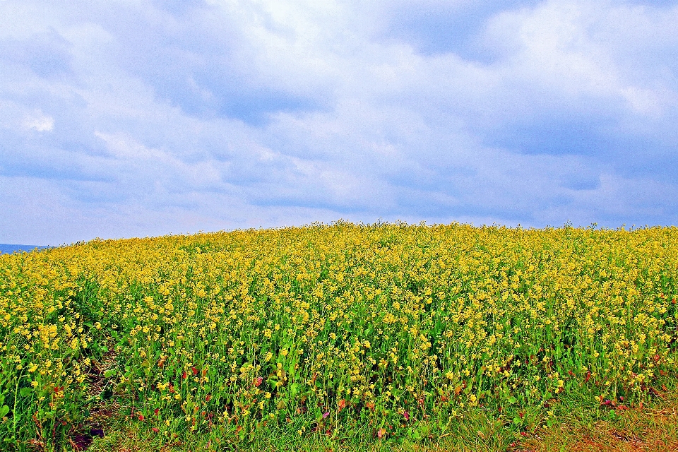 Jejudo
 レイプ
 花 春