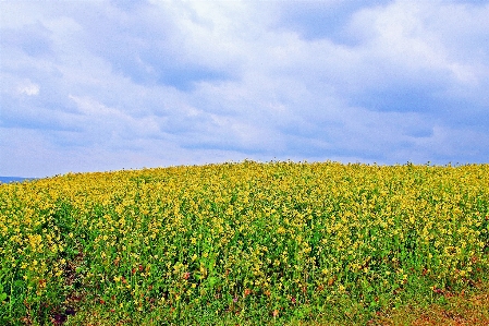 Jejudo rape blossom flower Photo