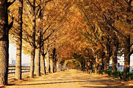 Tree autumn ginkgo nature Photo