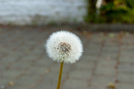 Photo C'est pissenlit taraxacum
 fleur usine