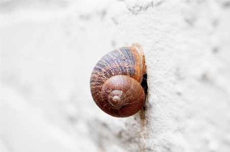 Natural snails and slugs sea snail Photo