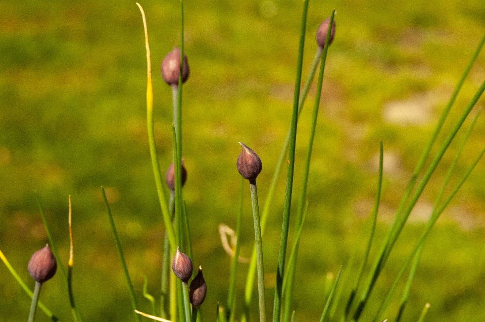 Pianta
 erba cipollina
 pianta fiorita
